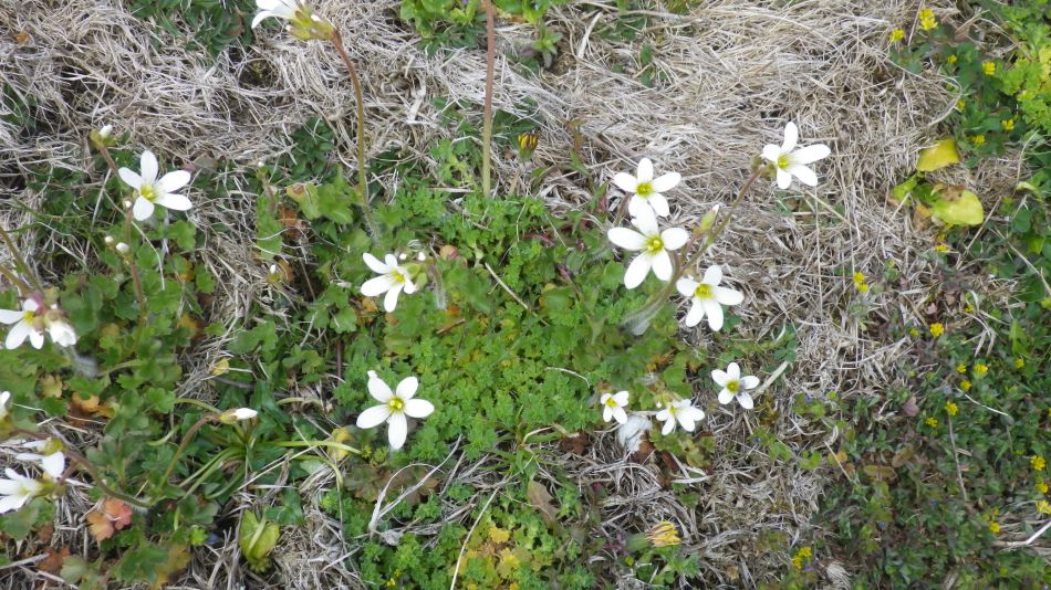 2019-04-29 17 Meadow Saxifrage.JPG